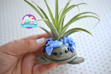 Load image into Gallery viewer, Succulent Turtle Air Plant Holder