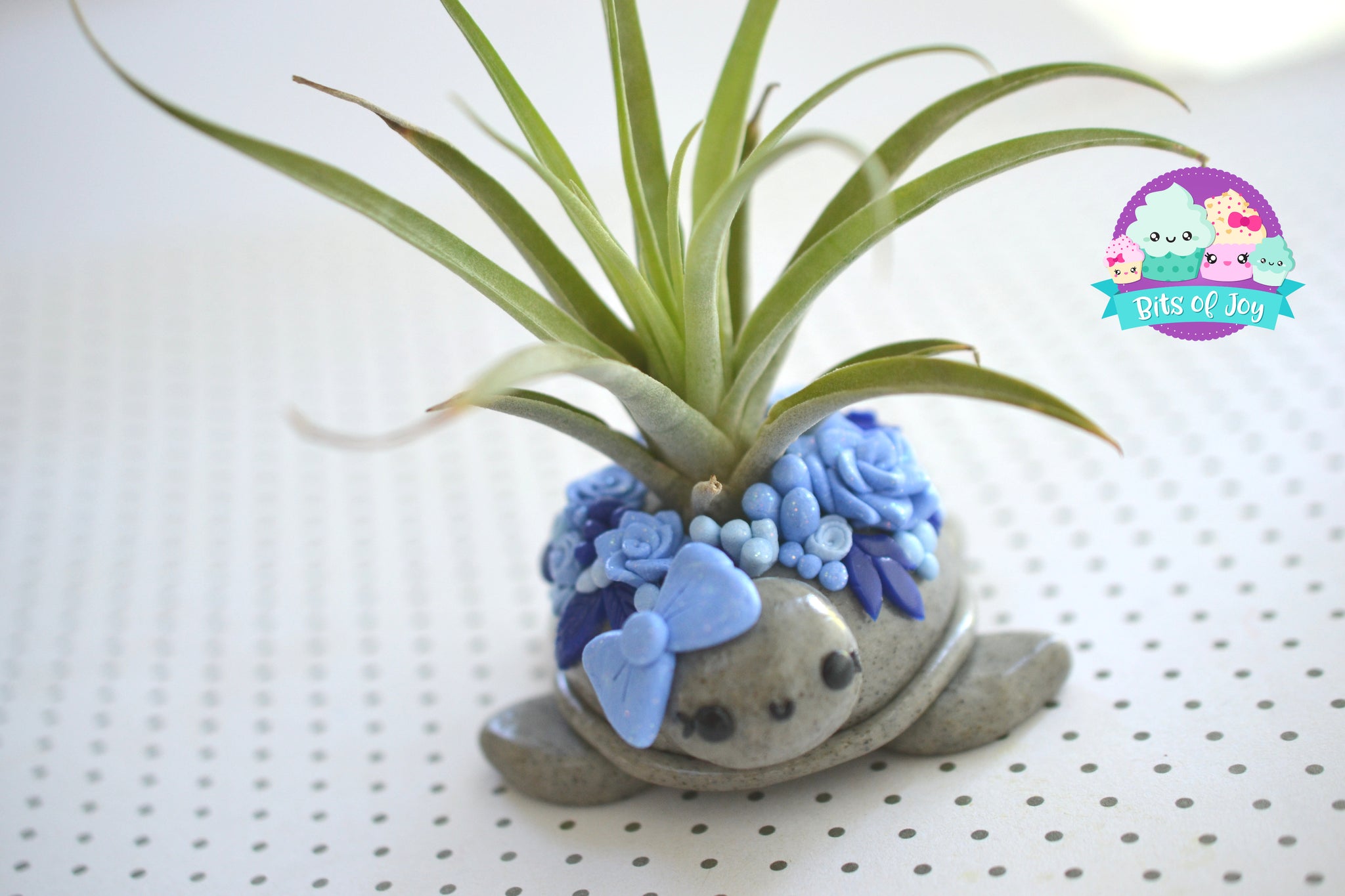 succulent turtle plant Succulent Turtle Air Plant Holder – Bits of Joy