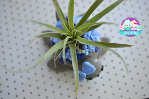 Succulent Turtle Air Plant Holder